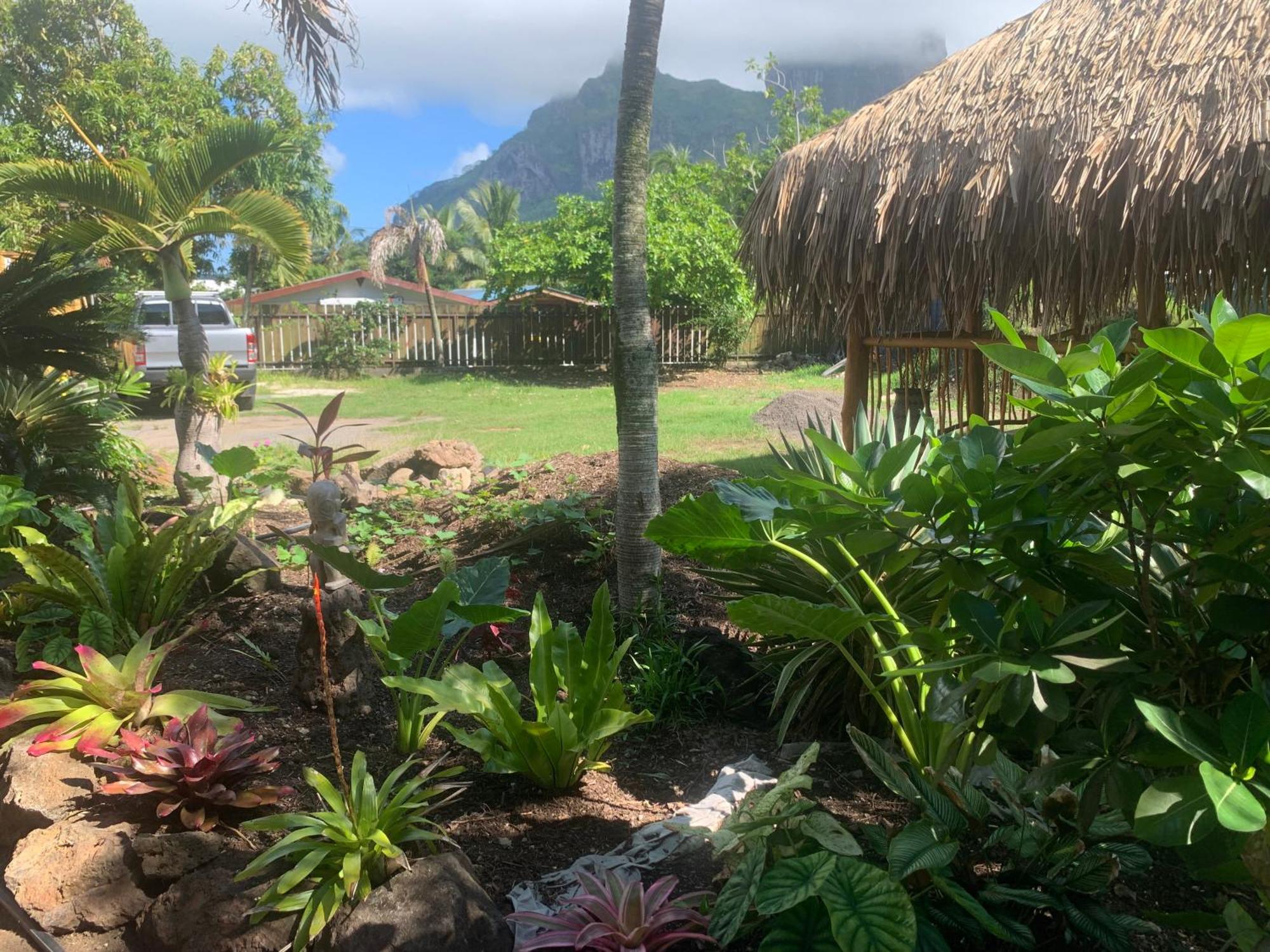 Tiki Ora - Moana *